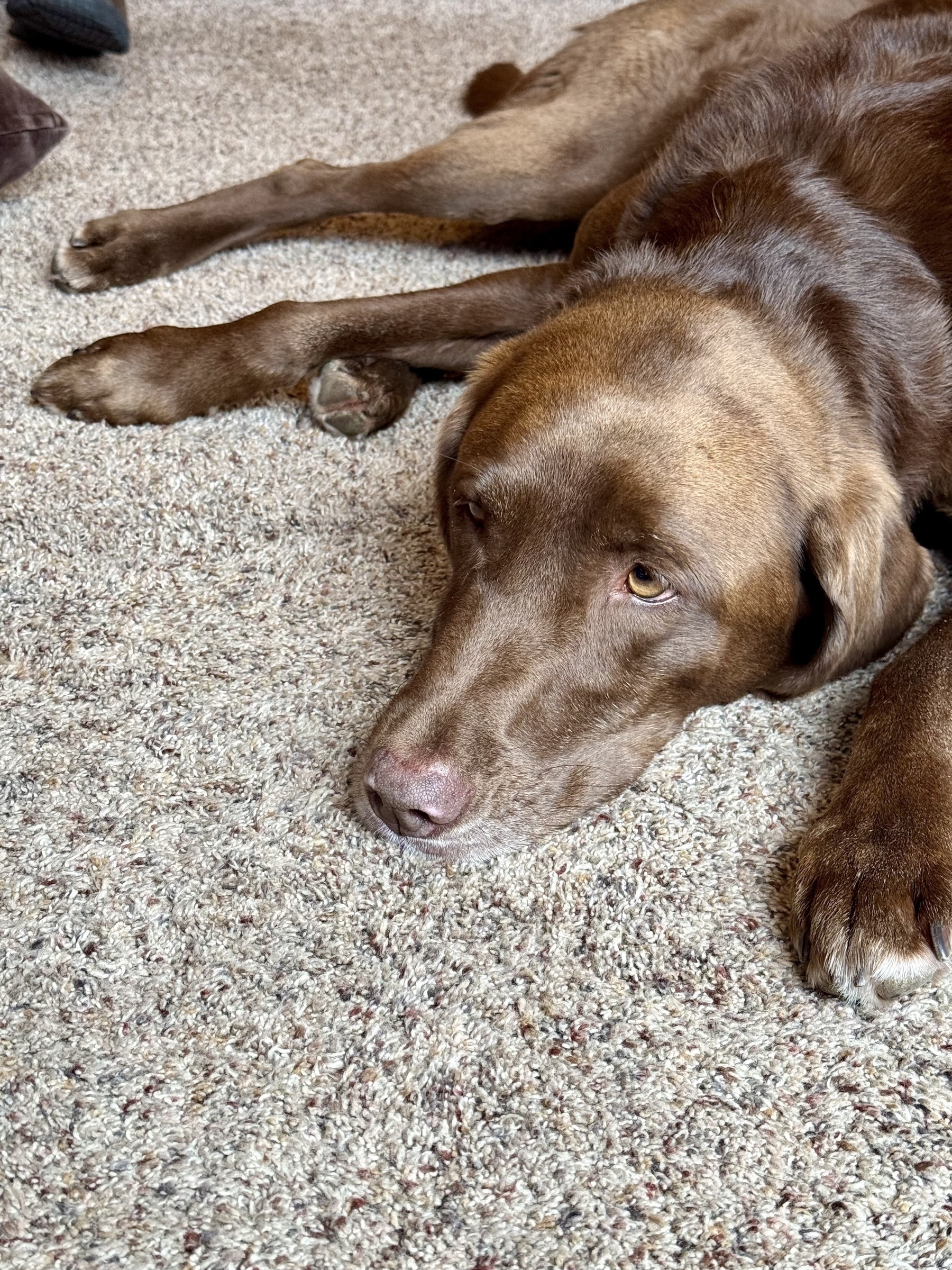 Chocolate lab lying patiently on the floor