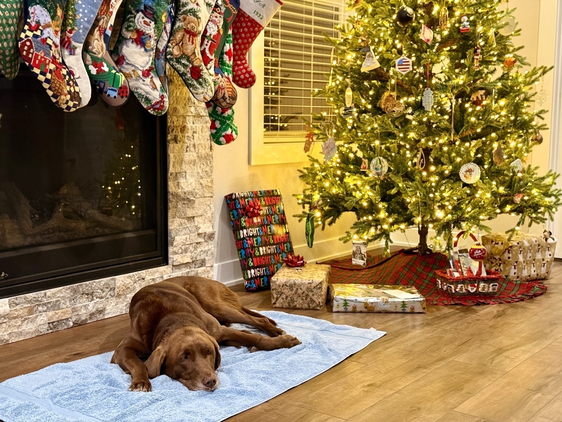 Chocolate lab lying in front of stocking-festooned fireplace by a white lighted Christmas tree 