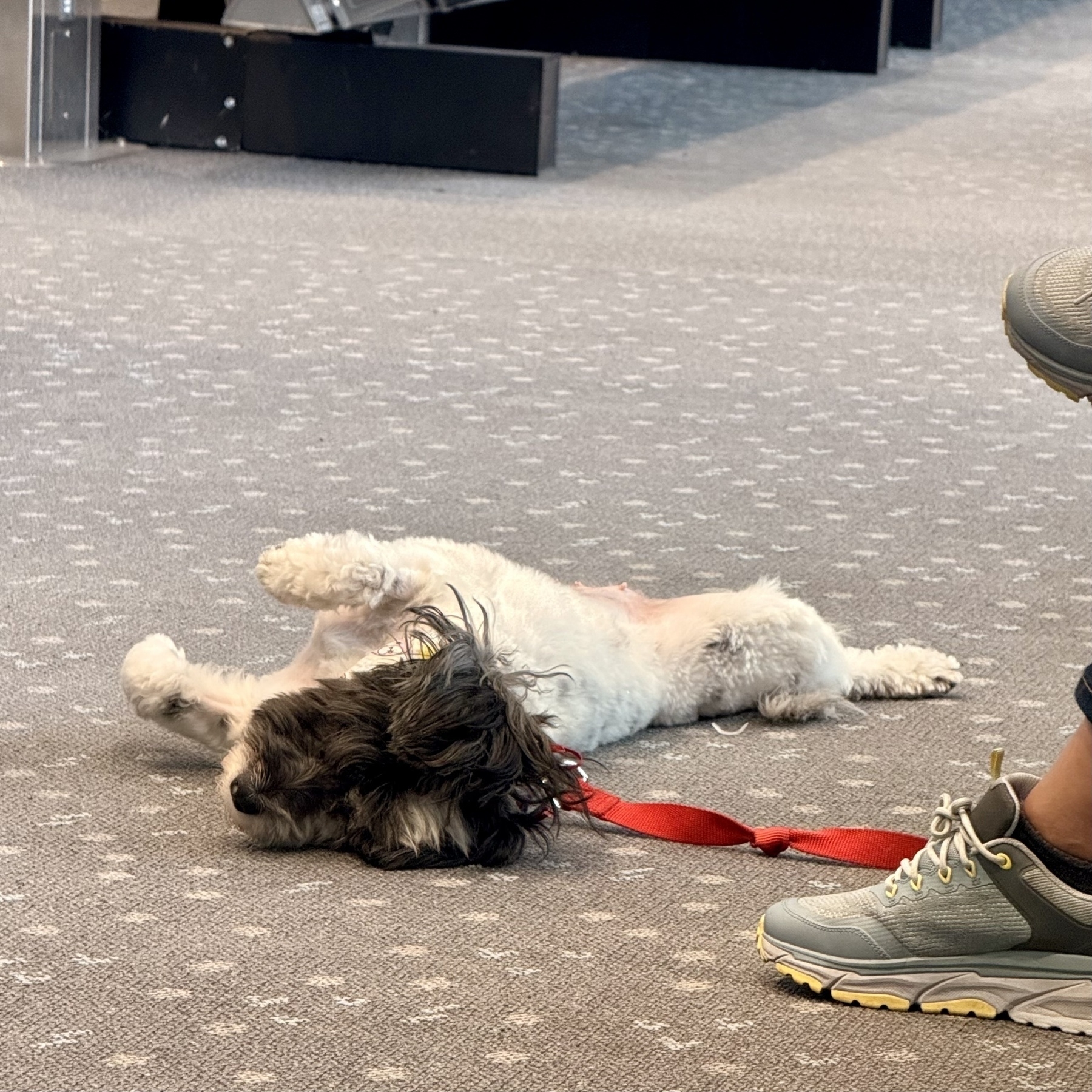 Small dog sprawled on its back in an airport waiting area