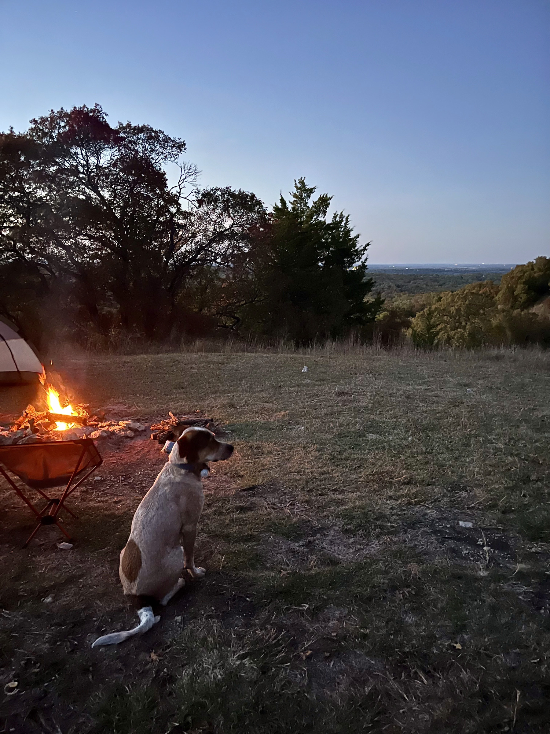 A dog sits near a campfire with a tent in a grassy area, overlooking a view of trees and a distant horizon.