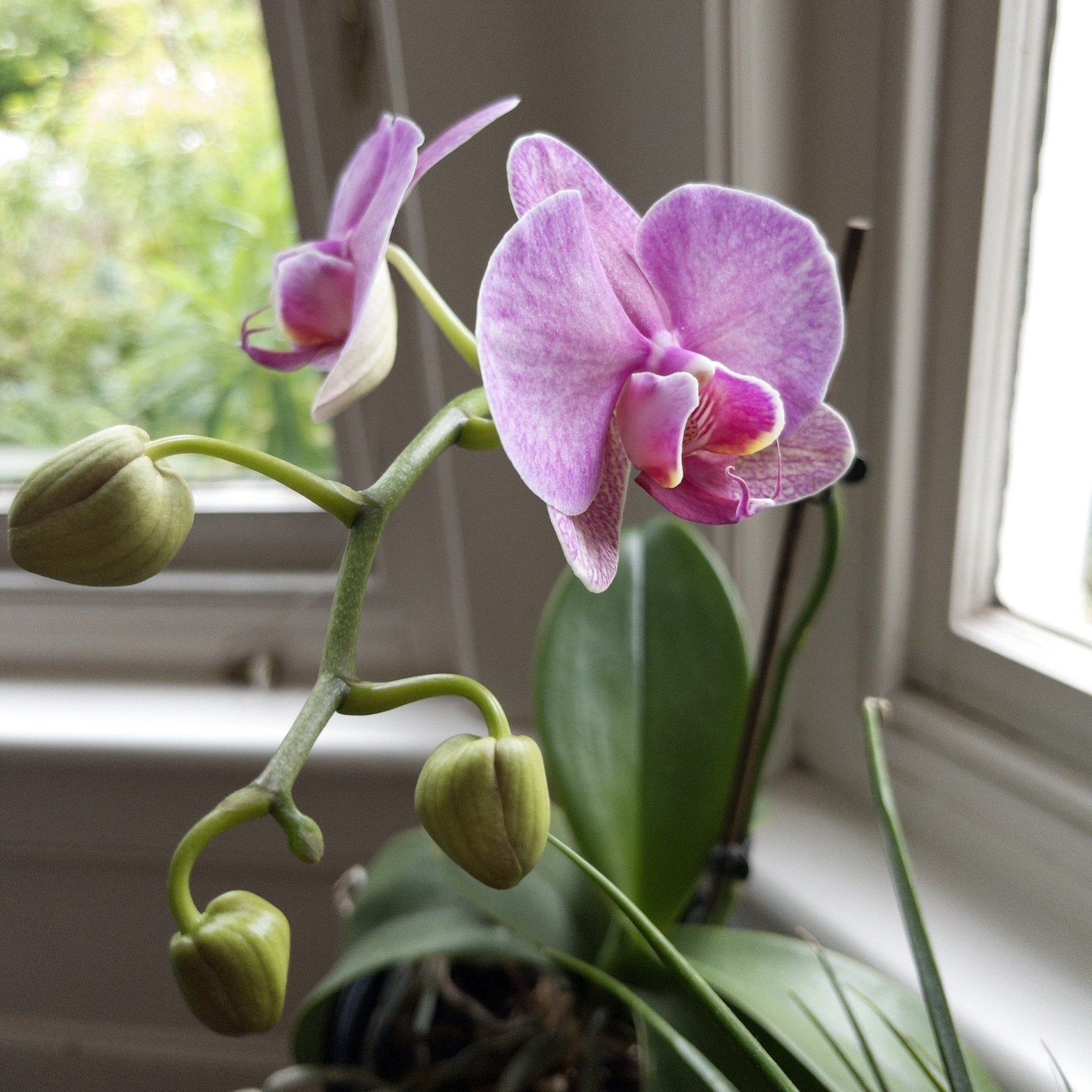 Close up of a large pink flower on a phaleanopsis, or Moth Orchid