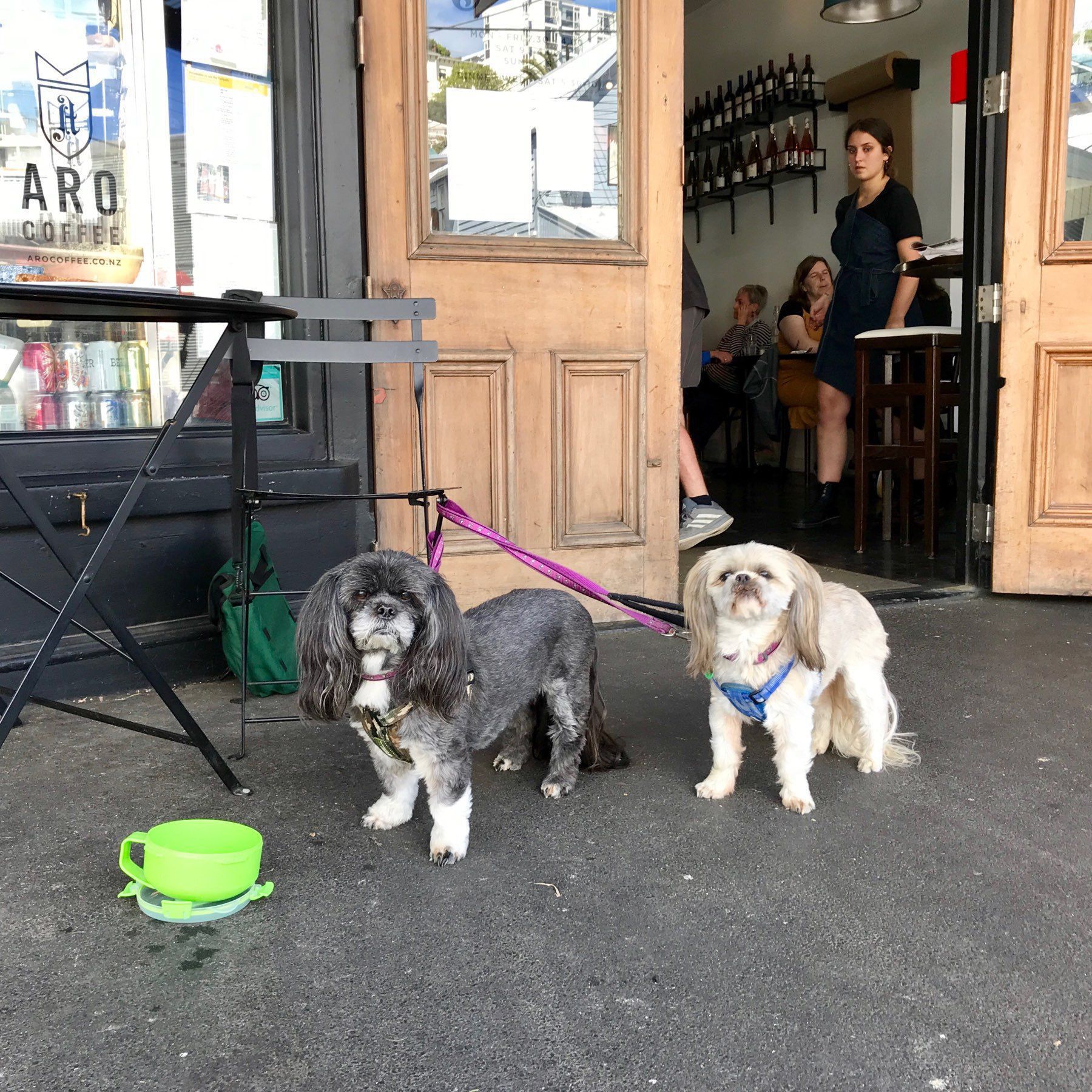 Two small dogs are leashed outside a café entrance while a waitress and customers are visible inside.