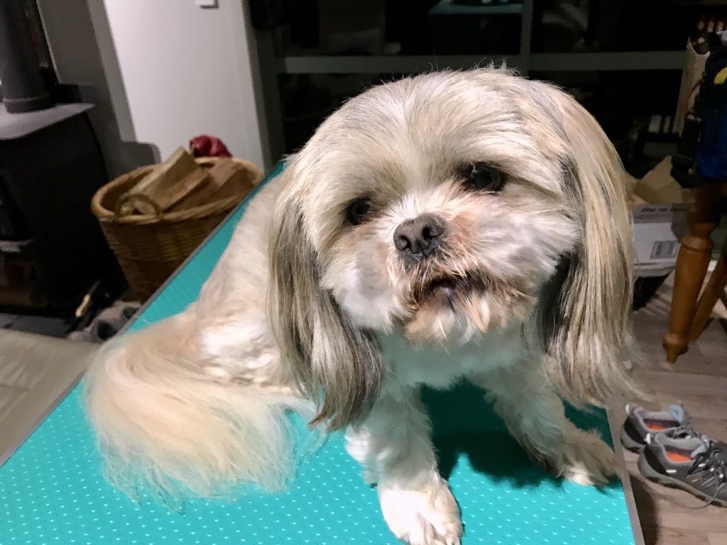 A small, fluffy dog with light-colored fur is sitting on a teal mat indoors.
