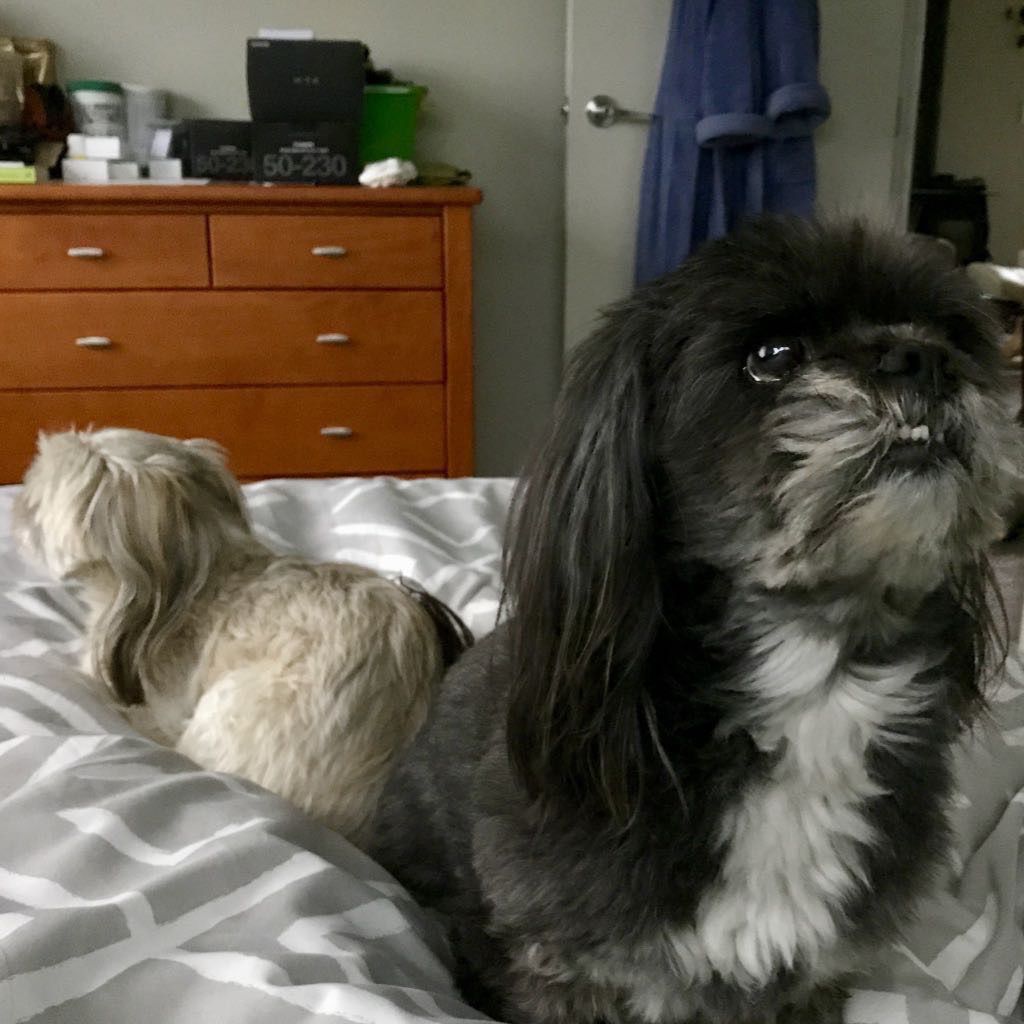 Sasha and oshi on the bed while heavy rain is scary.  