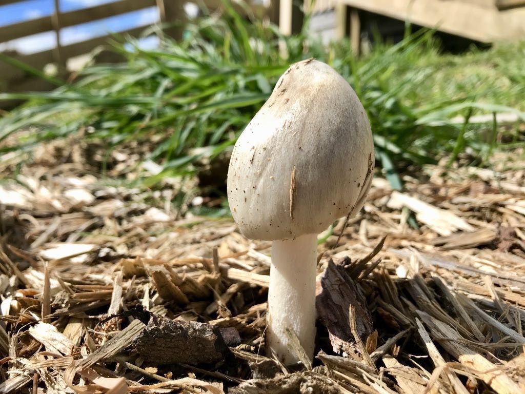 A single white mushroom is growing from a bed of wood chips and dried plant material with green grass in the background.