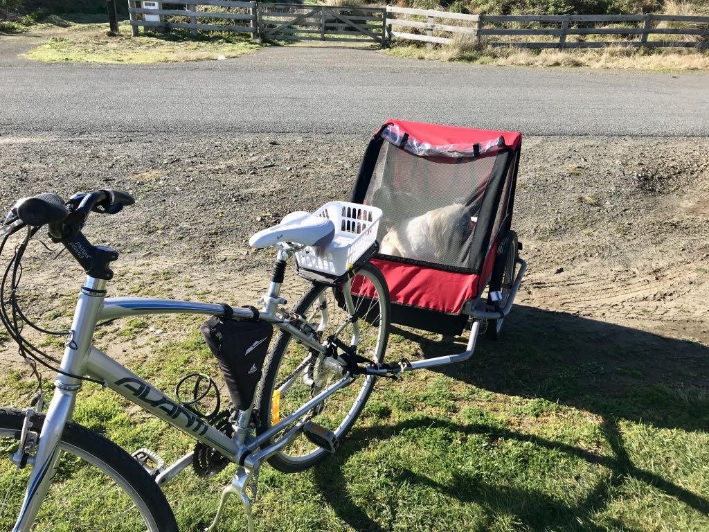 A bicycle is attached to a red and black pet trailer carrying a white dog.