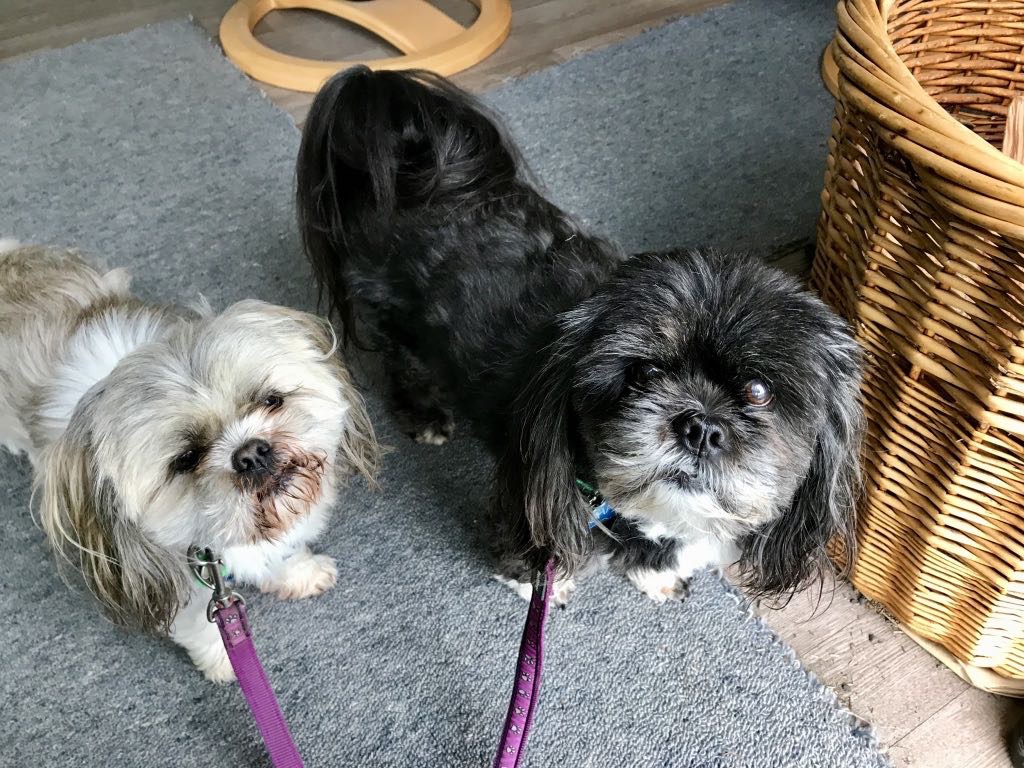 Two small dogs with leashes are standing on a carpeted floor near a wicker basket.