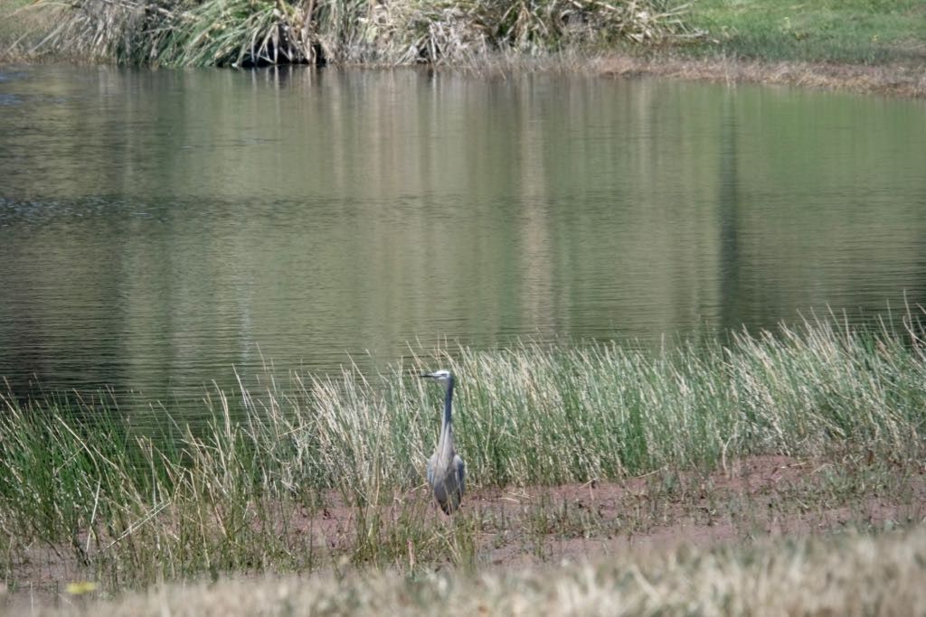 A solitary heron stands amidst tall grass near the edge of a calm pond.