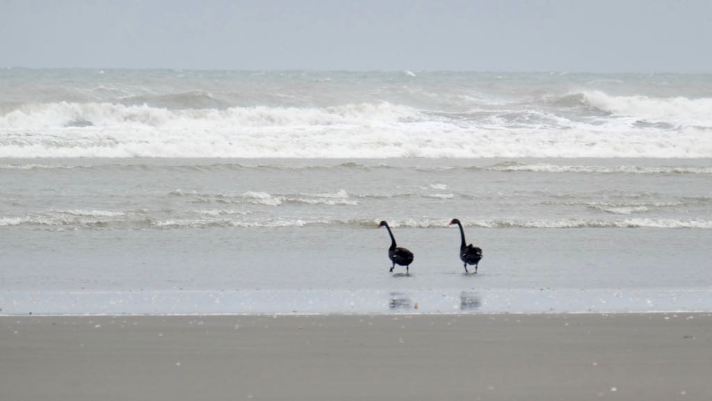 Two black swans are standing at the edge of the sea with waves in the background.