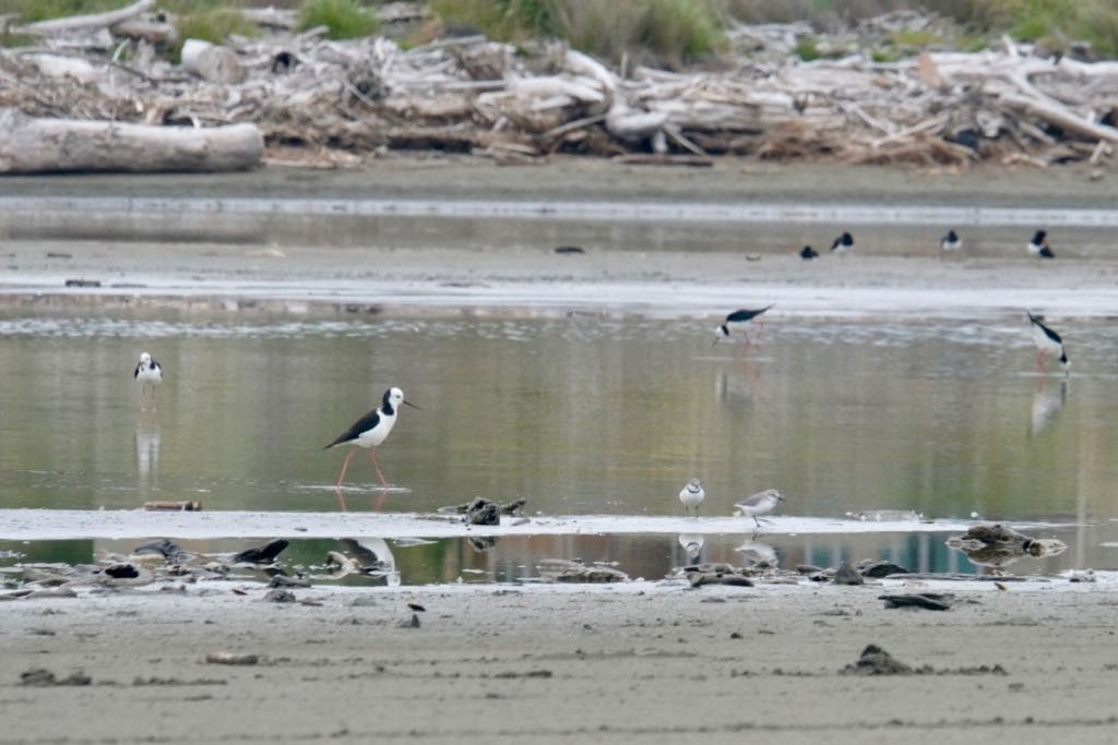 Several black and white shorebirds are scattered across a shallow water area with a sandy and muddy shoreline.