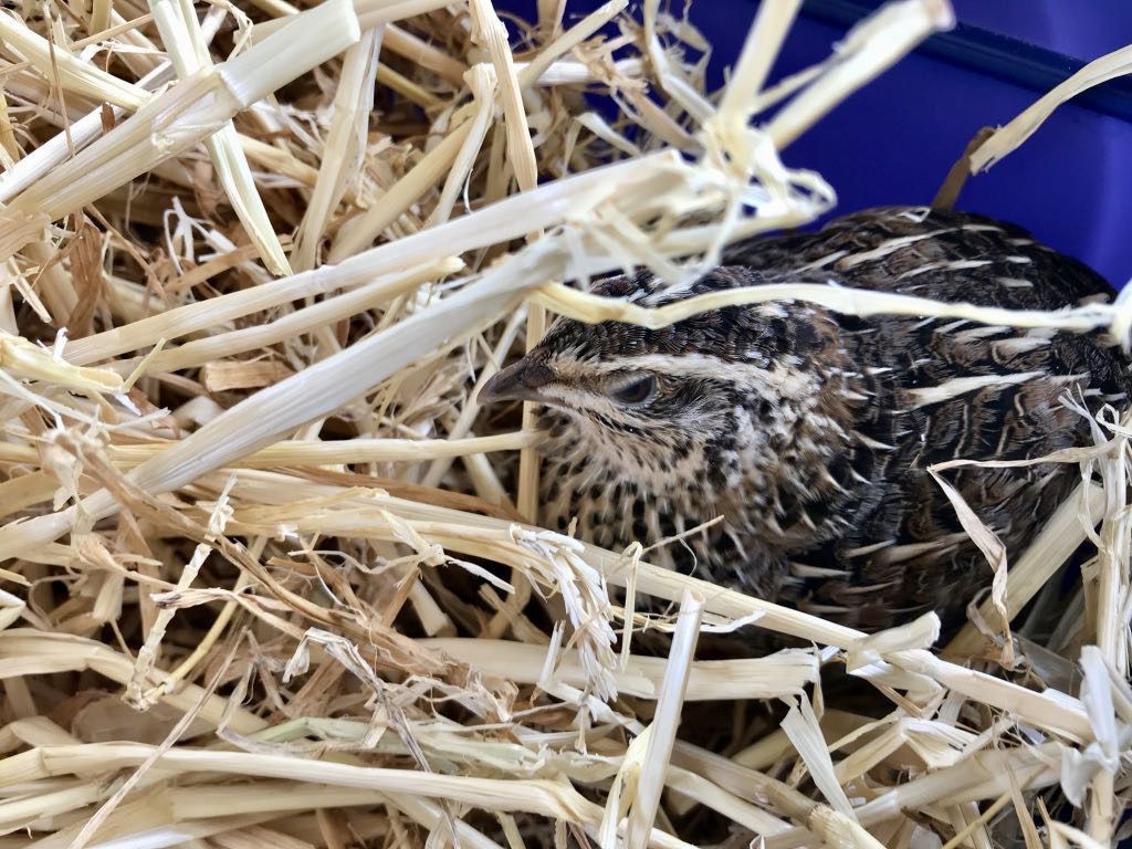 Adult quail in straw. 