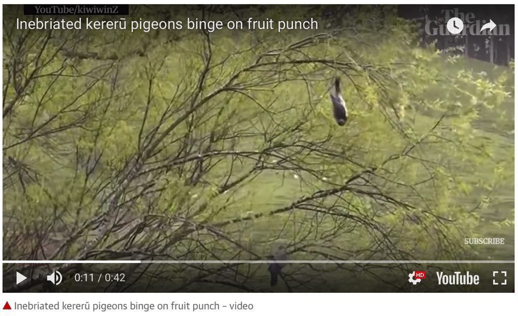 A pigeon's hanging upside down from a tree branch, appearing to be intoxicated after consuming fruit punch.