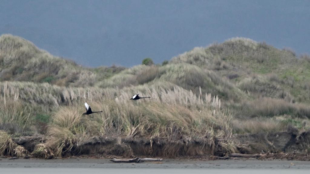 Two black and white birds are flying low over grassy dunes with a cloudy sky in the background.