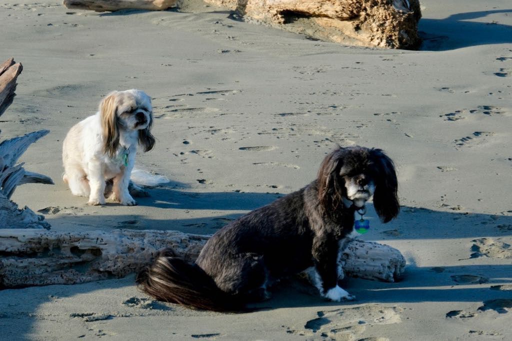 Two small dogs sitting on the beach waiting. 