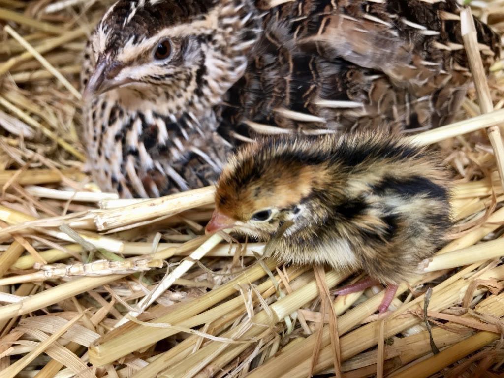 Adult quail and baby chick. 