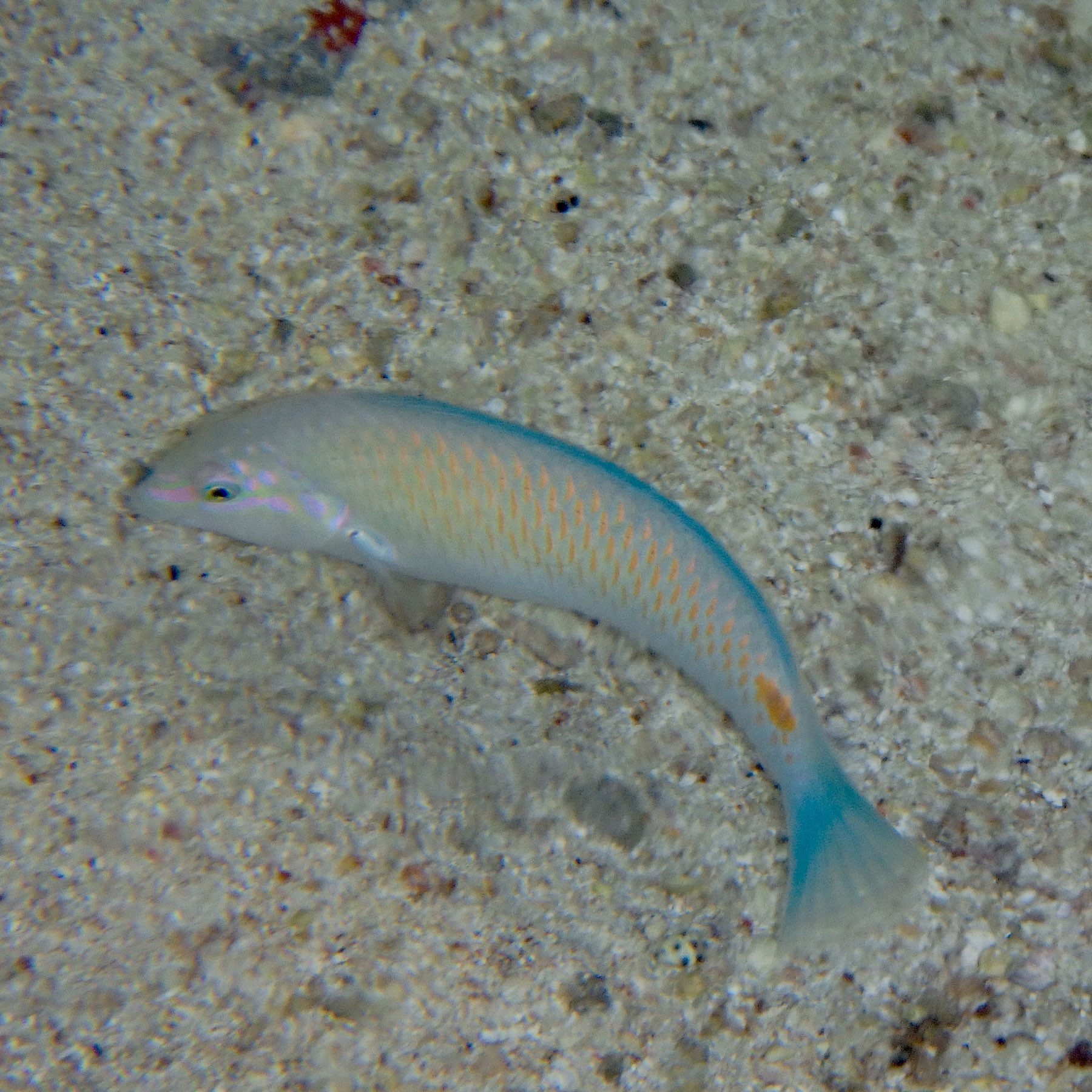 A small fish with a blue-green outline and subtle orange markings is swimming close to the sandy ocean floor.