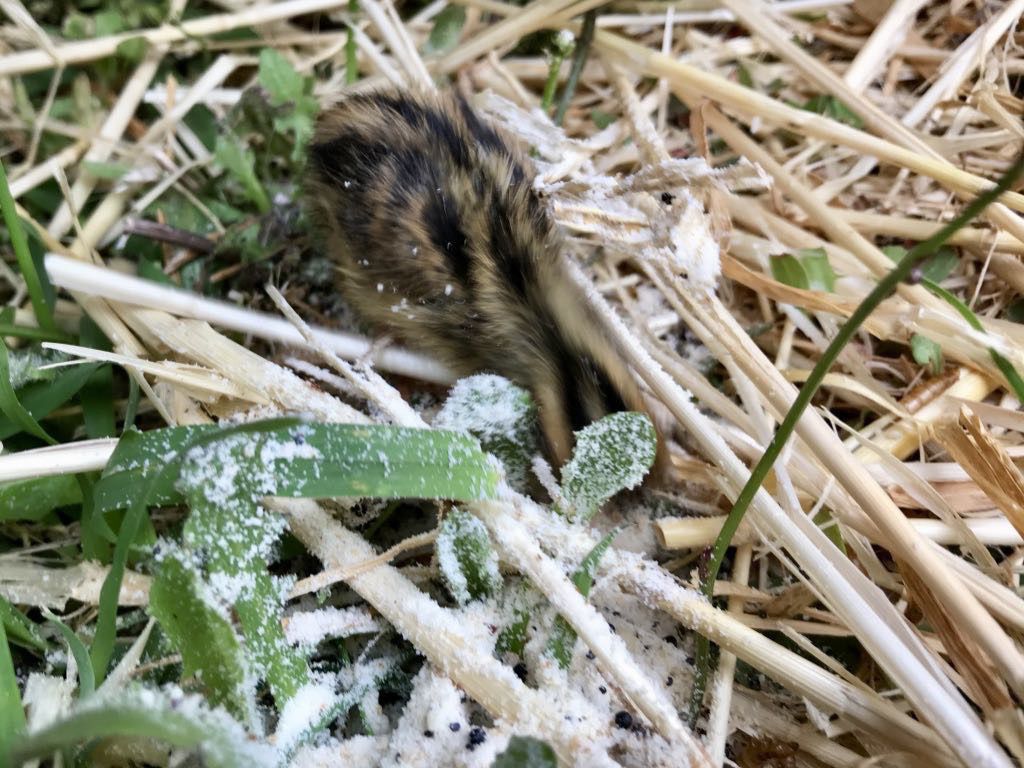 Stripy chick, head-down eating. 