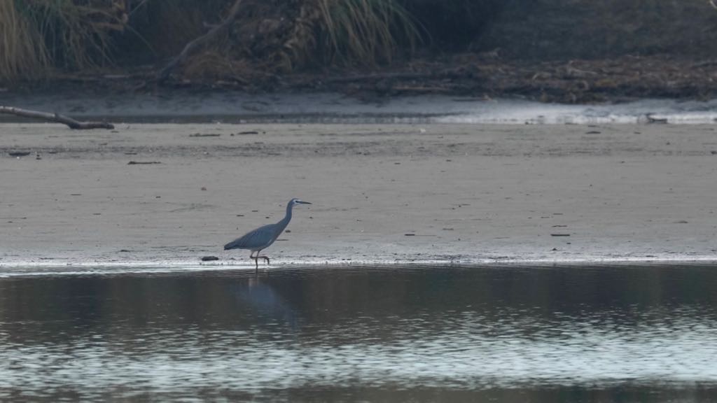 A solitary heron stands in shallow water near the edge of a sandy shore with grassy vegetation in the background.