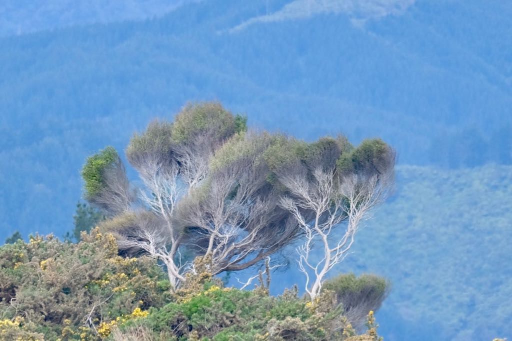 A group of trees with sparse leaves stands in the foreground against a backdrop of blue-toned, distant mountains.