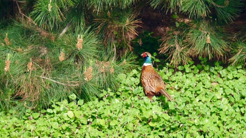 A pheasant is standing on green foliage near pine tree branches.
