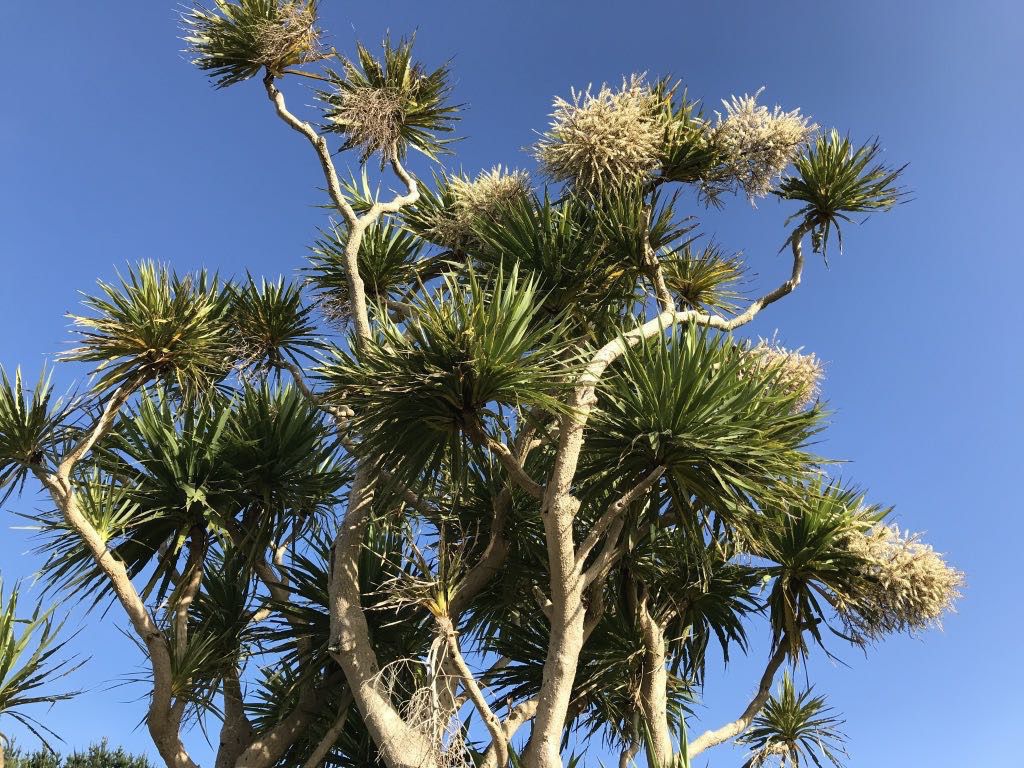 A tall plant with spiky green leaves and clusters of white flowers is set against a clear blue sky.