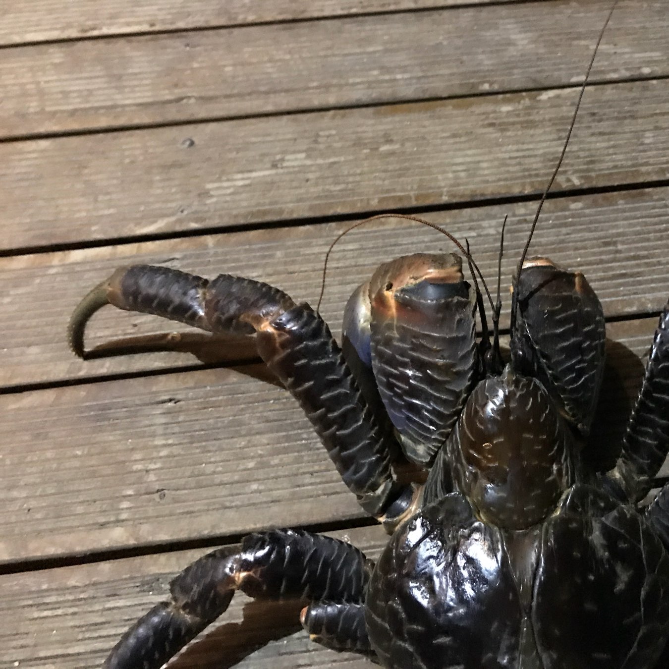 A close-up of a large, dark-colored coconut crab with prominent claws resting on wooden planks.