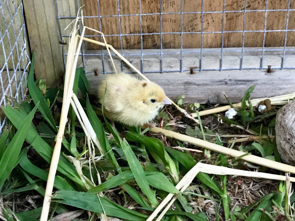 Yellow chick makes a blade of grass look huge. 