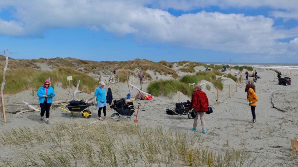 Several people are participating in a beach cleanup or restoration activity, carrying equipment and working near sand dunes under a partly cloudy sky.