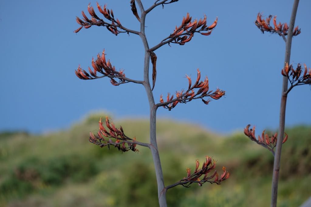 Flowering flax spears against a green paddock and blue sky background.