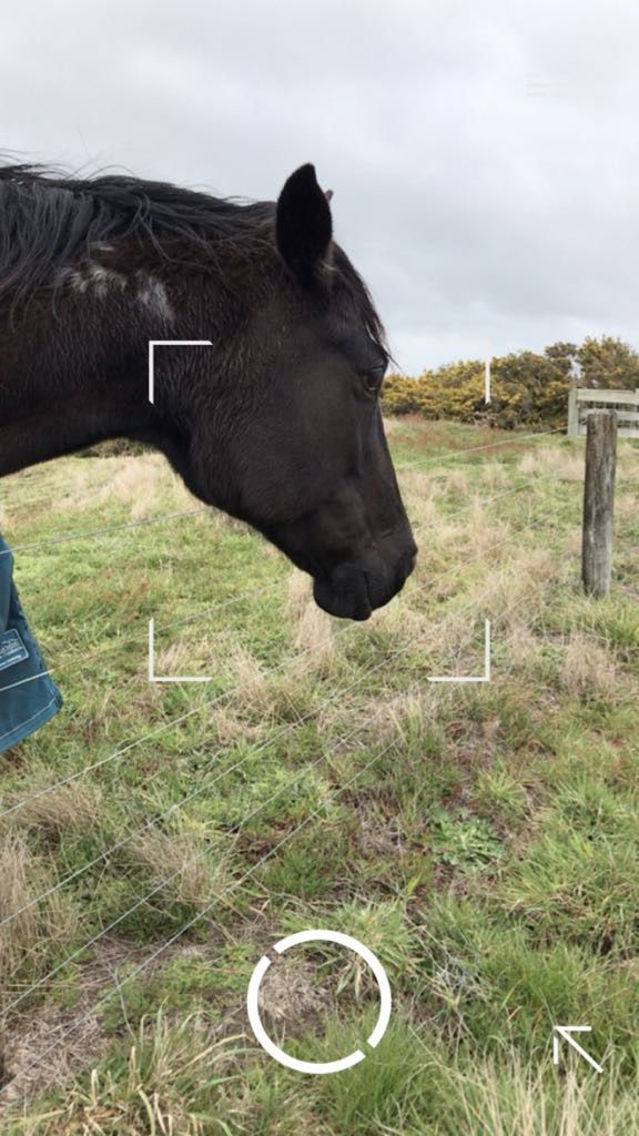 A black horse with a blanket on its back is standing in a grassy field near a fence.