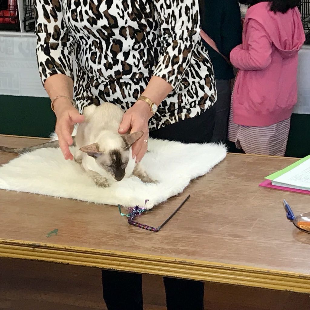 A person wearing a leopard print top is gently holding a Siamese cat on a white mat placed on a wooden table.