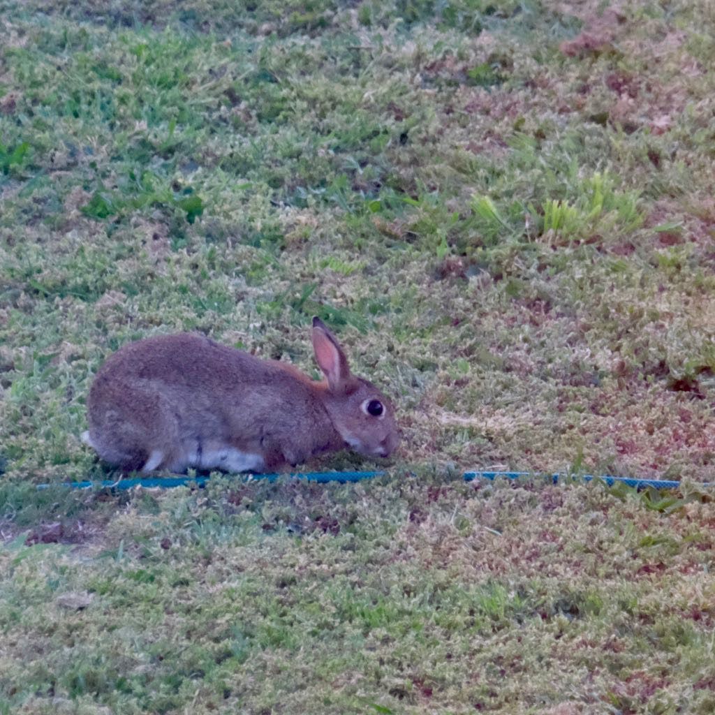 A small brown rabbit is sitting on the grass next to a blue garden hose.