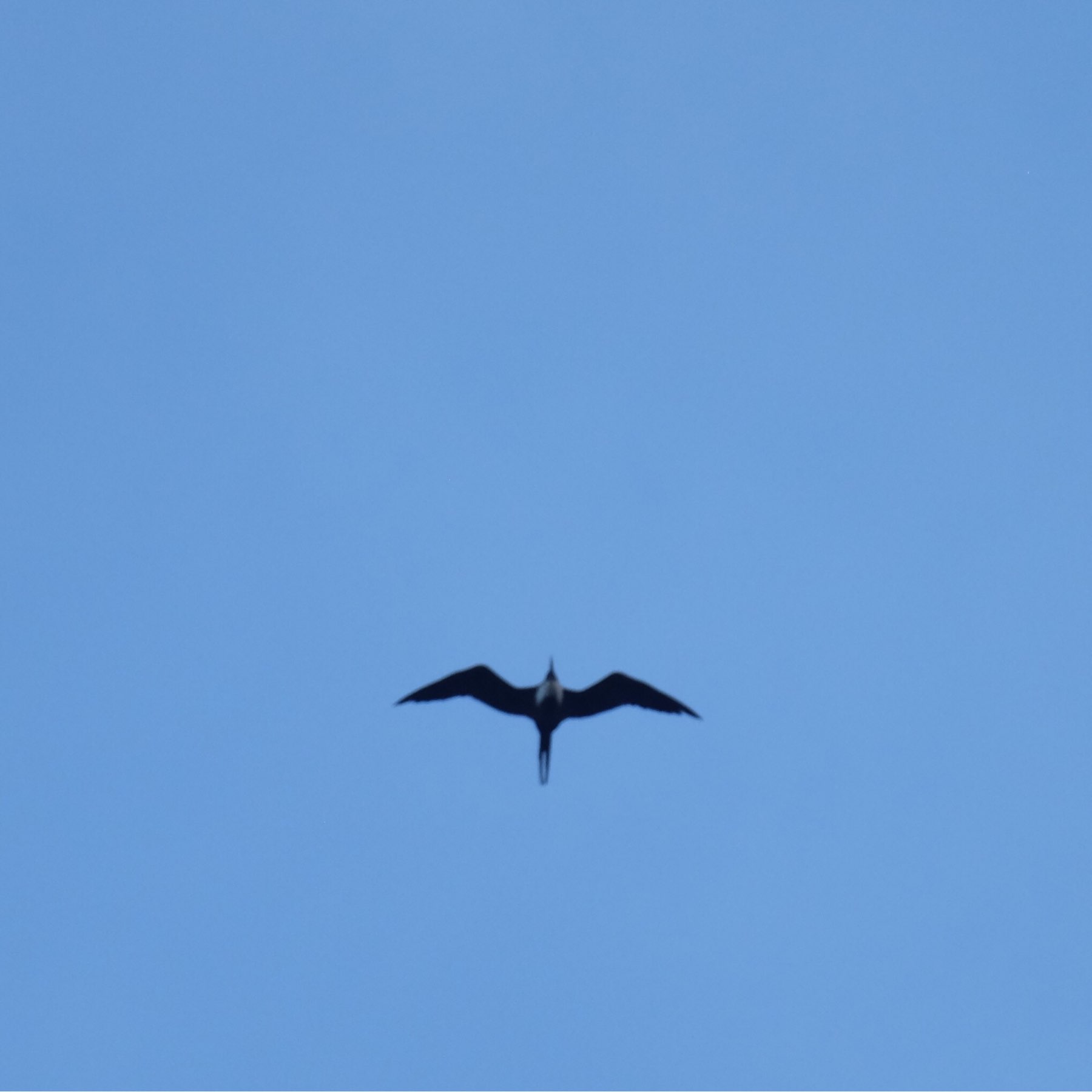 A single bird is soaring high in a clear blue sky.