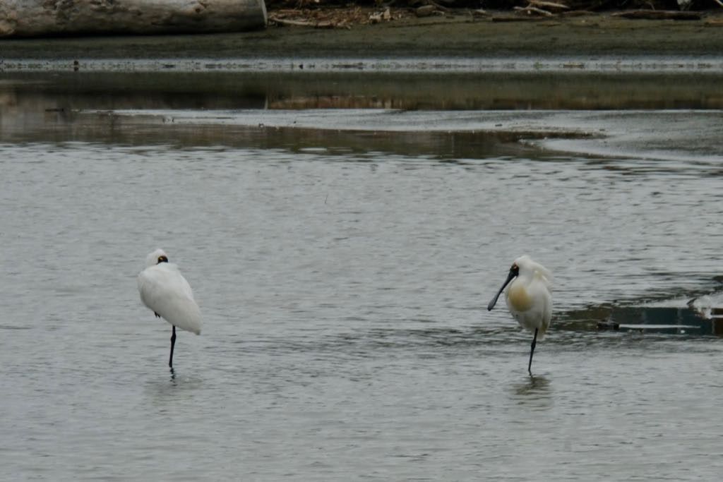 Two white birds are standing in shallow water, each balancing on one leg.