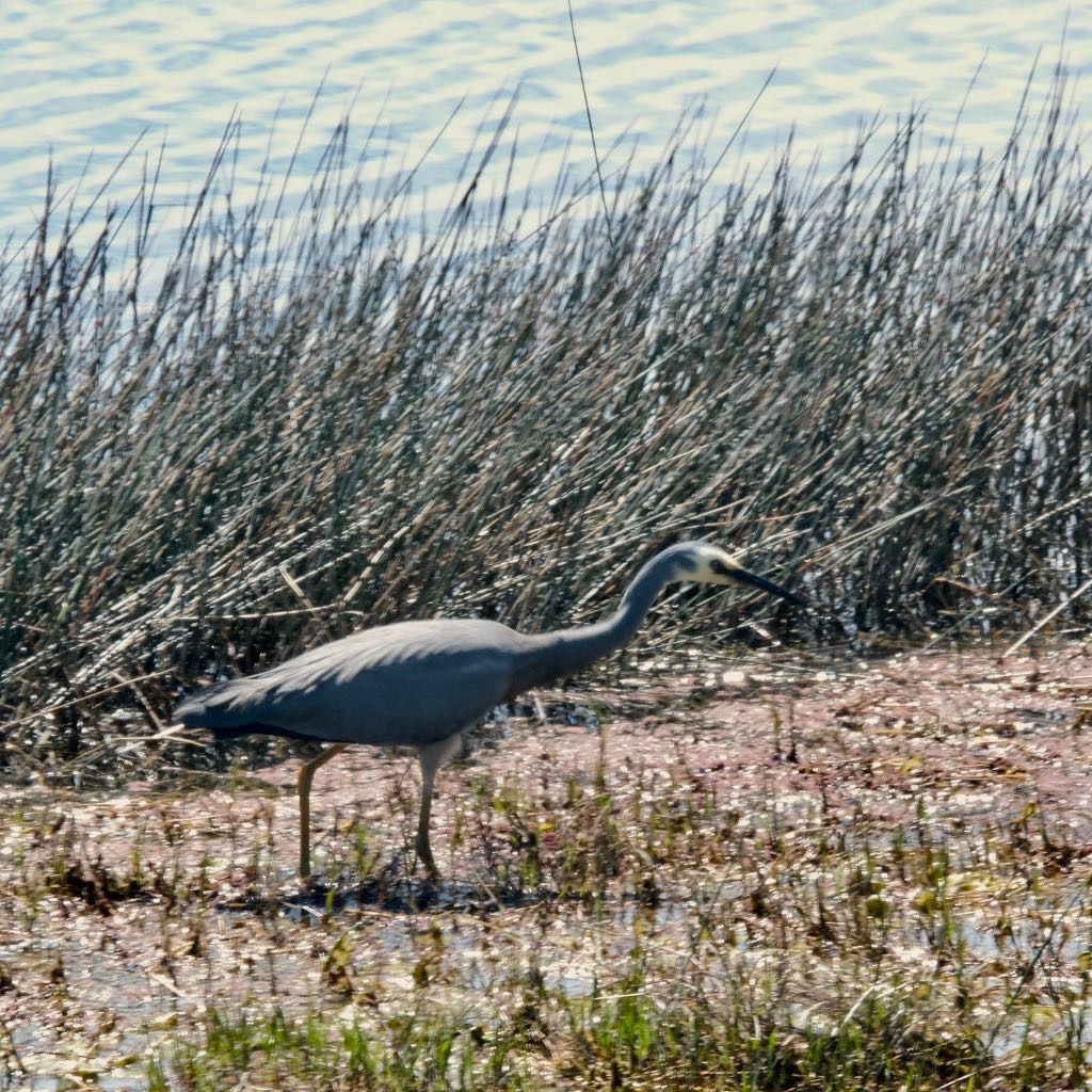 A heron is walking on a muddy, grassy area near a body of water with tall reeds in the background.