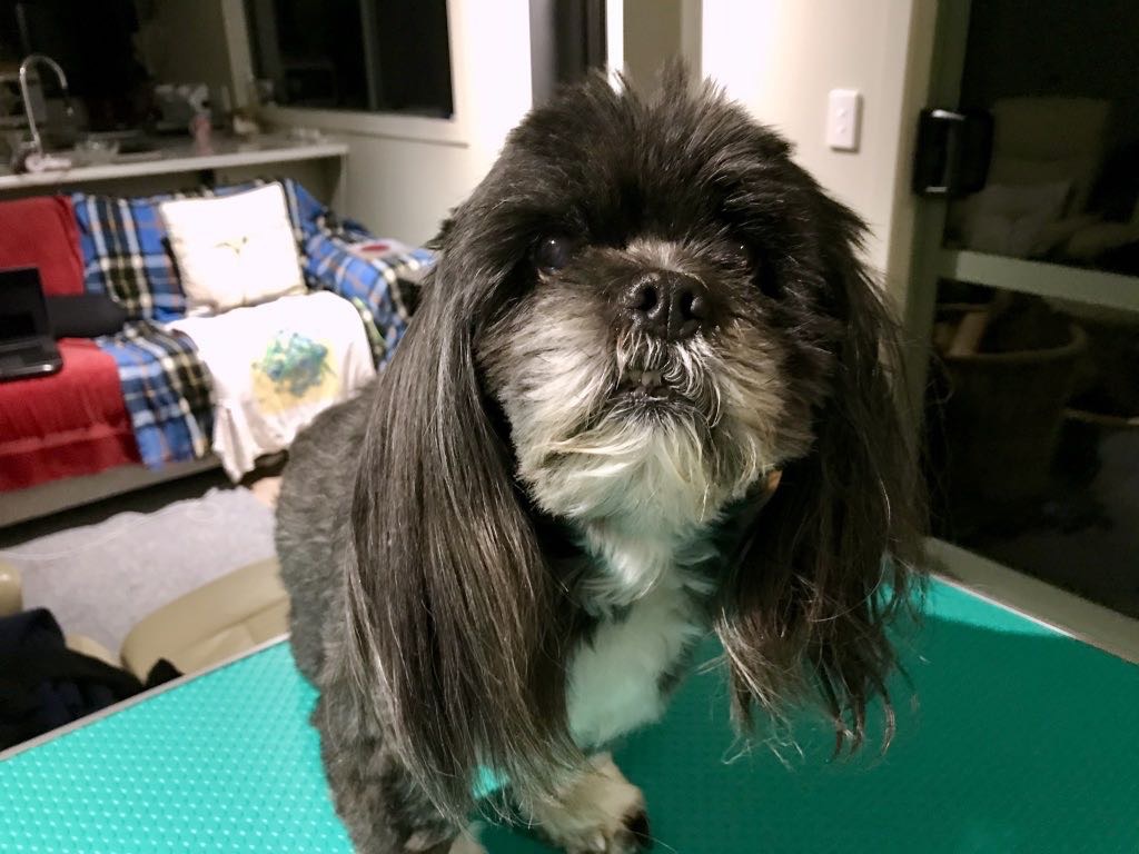 A small black and white dog with long fur on its ears is standing on a green surface in a cozy living room.