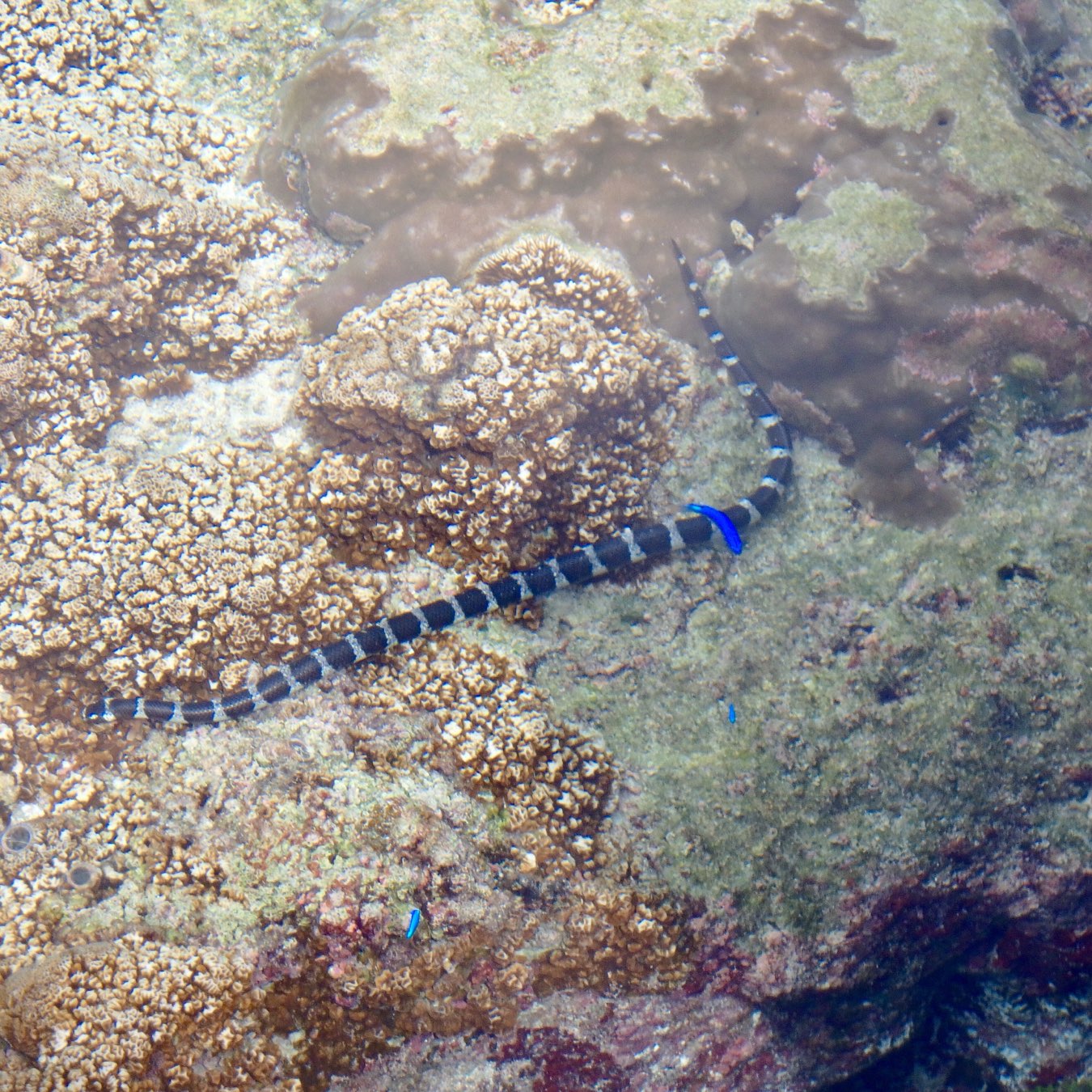 A sea snake with black and white bands is swimming near coral formations underwater.