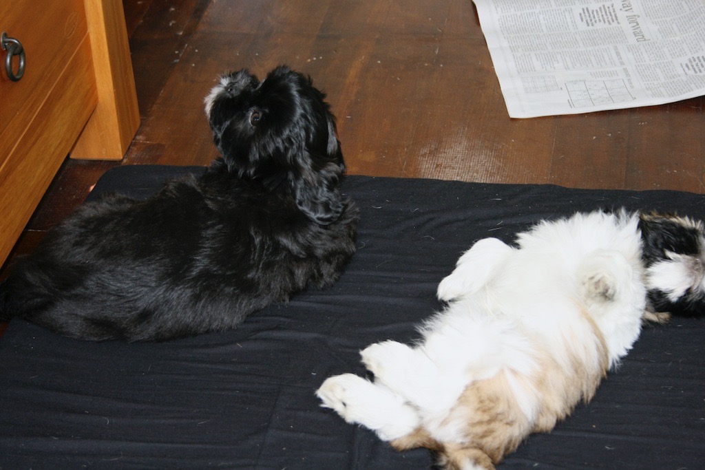 A black dog and a white dog with brown patches are lying on a dark cloth on a wooden floor near a piece of newspaper.