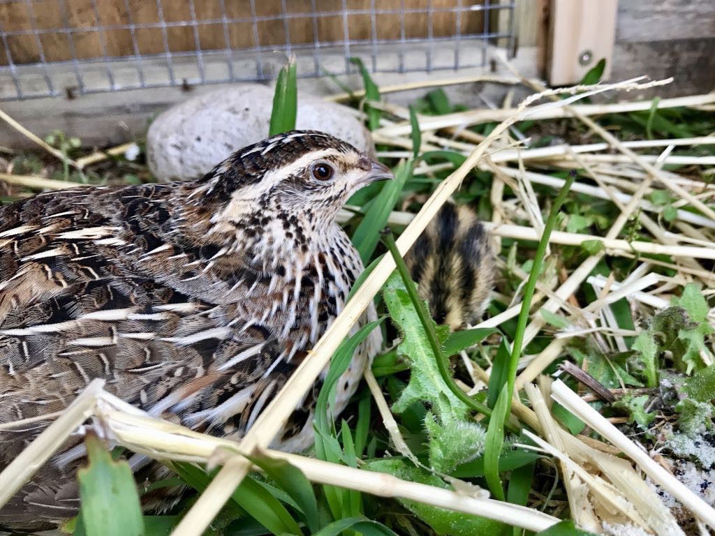 Watchful mum with stripy chick head-down in front of her. 