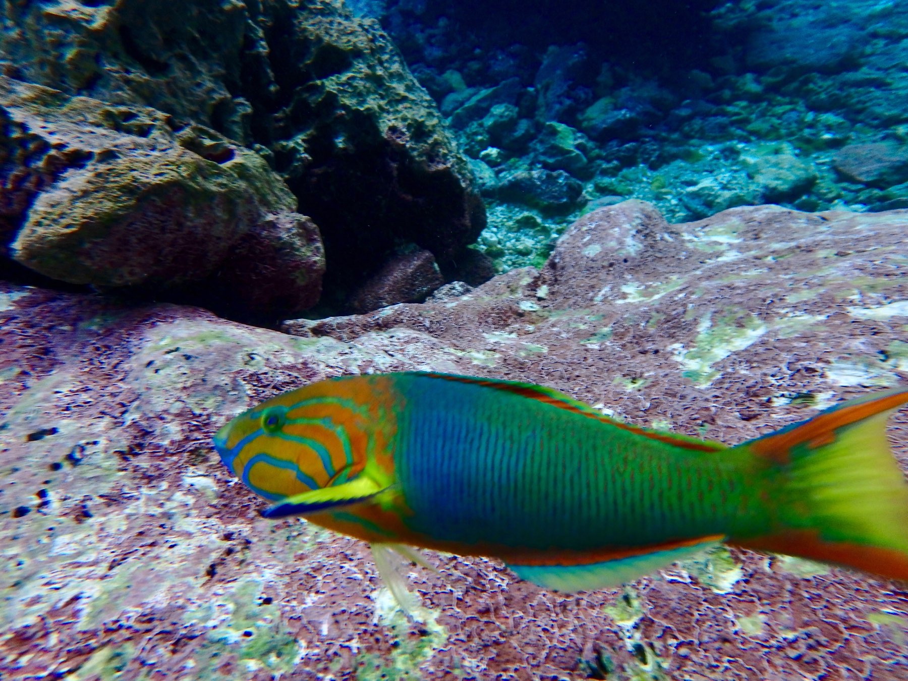 A brightly colored fish with blue, green, and orange markings is swimming near rocks on the ocean floor.