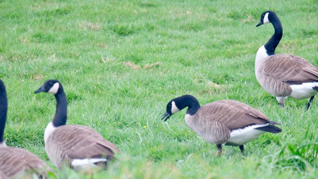 A group of Canada geese are standing and grazing on green grass.
