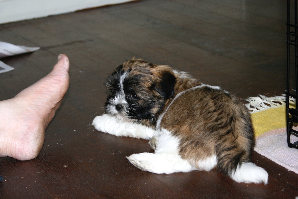 A small fluffy puppy is lying on a wooden floor next to a person's bare foot.
