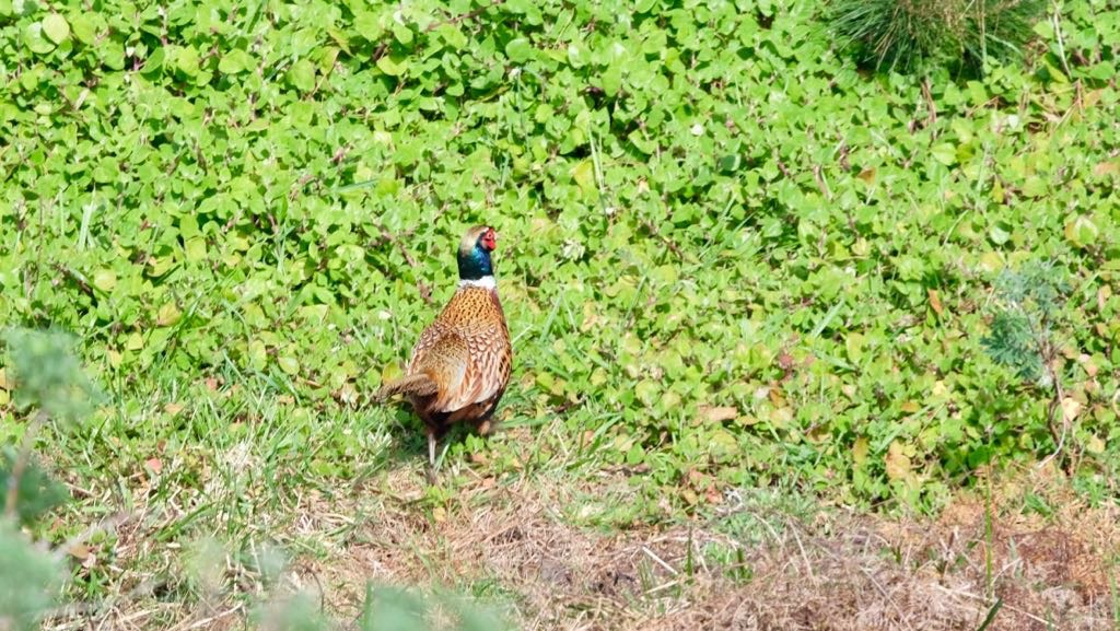 A pheasant stands on a patch of grass and low vegetation.