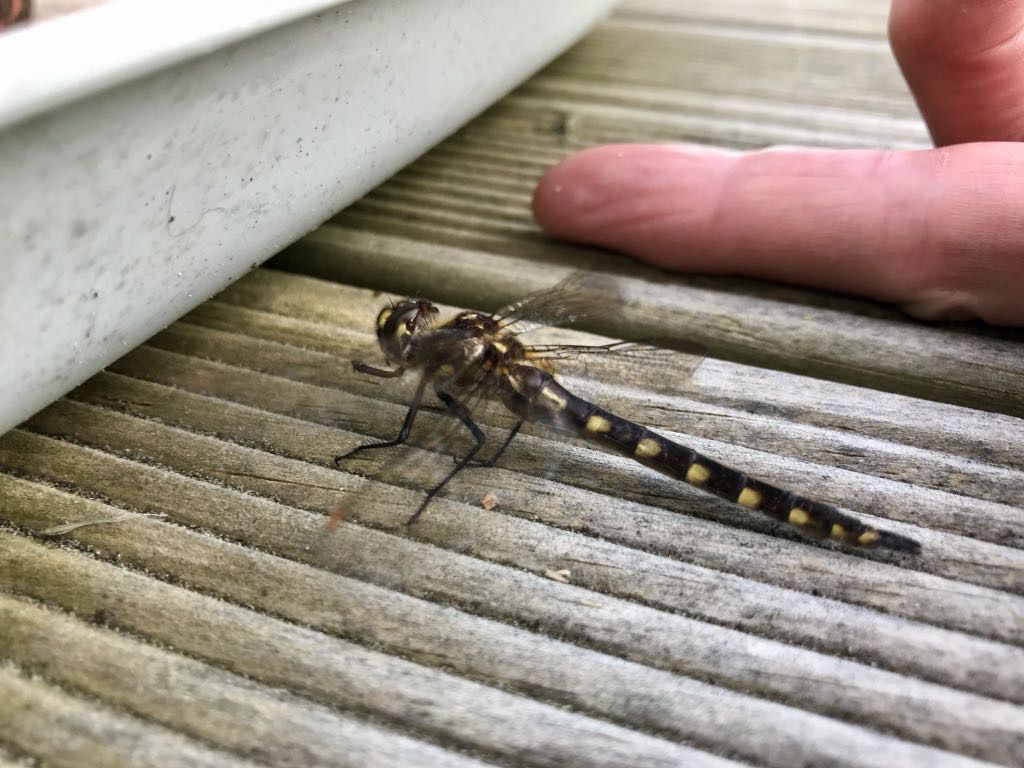 Dragonfly on the deck, with my same-length finger nearby. 