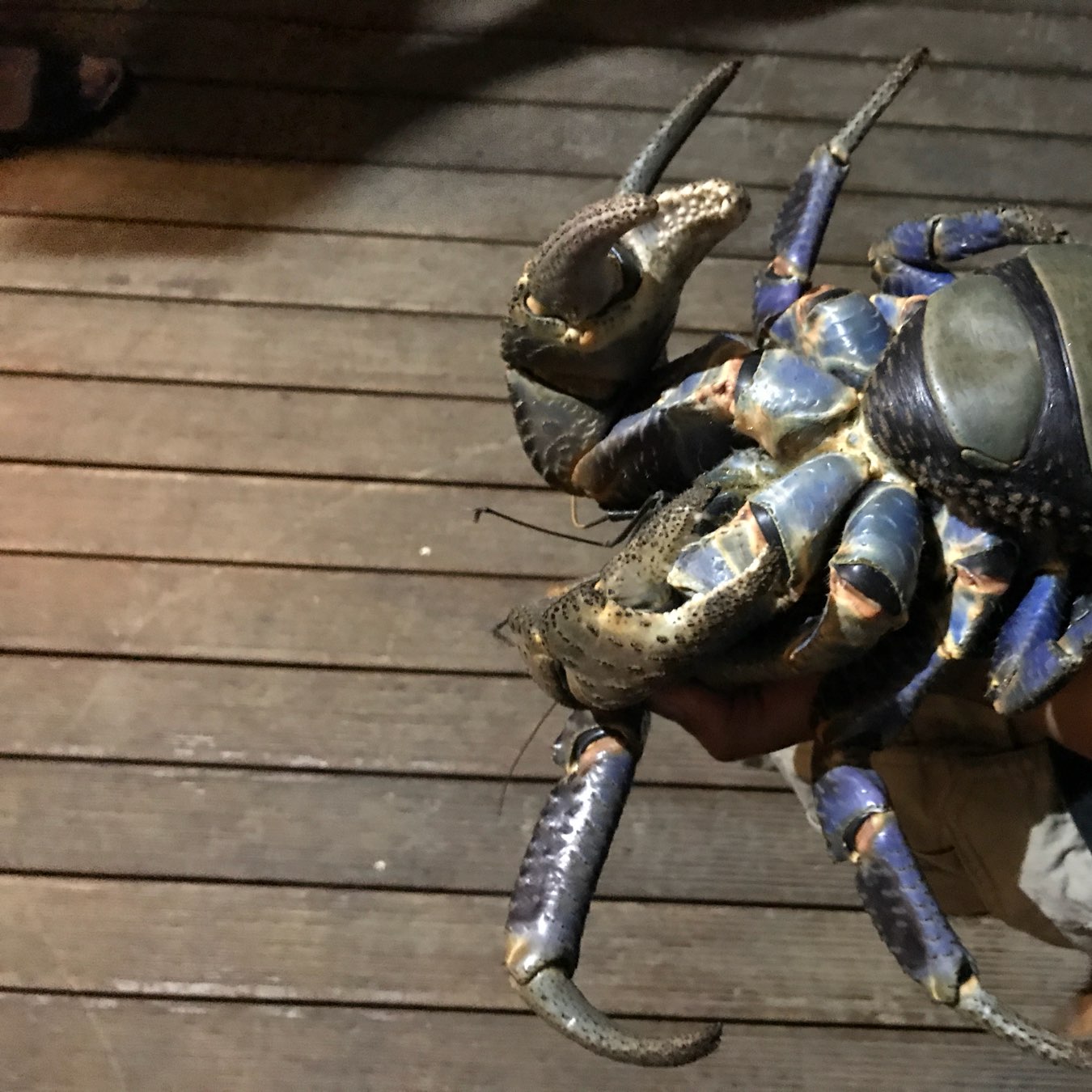 A large blue and black crab is being held by a person above a wooden deck floor.