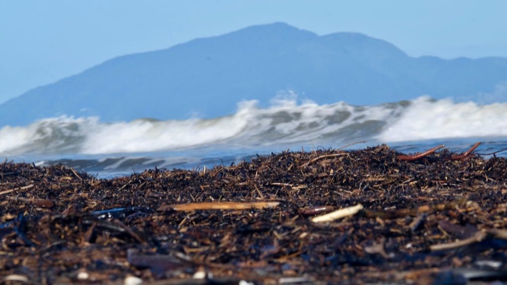 A wave is crashing on a shore covered with dark seaweed and debris with a mountain visible in the background.