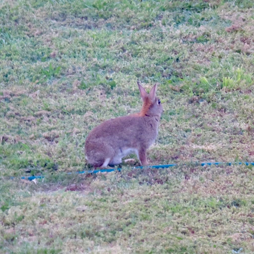 A small brown rabbit is sitting on grassy ground, facing away from the camera.