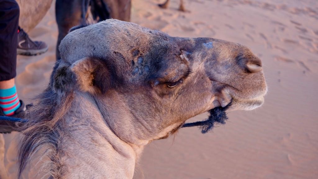 A camel is resting on sandy ground next to a person wearing colorful striped socks and dark pants.