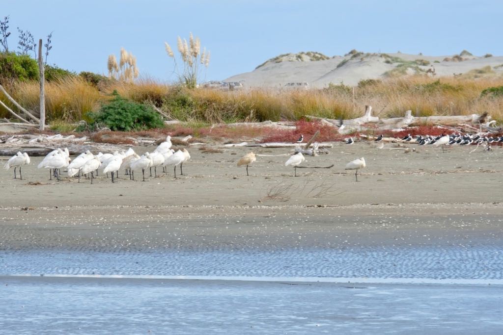 Royal Spoonbills on the left amd Pied Stilts on the right.