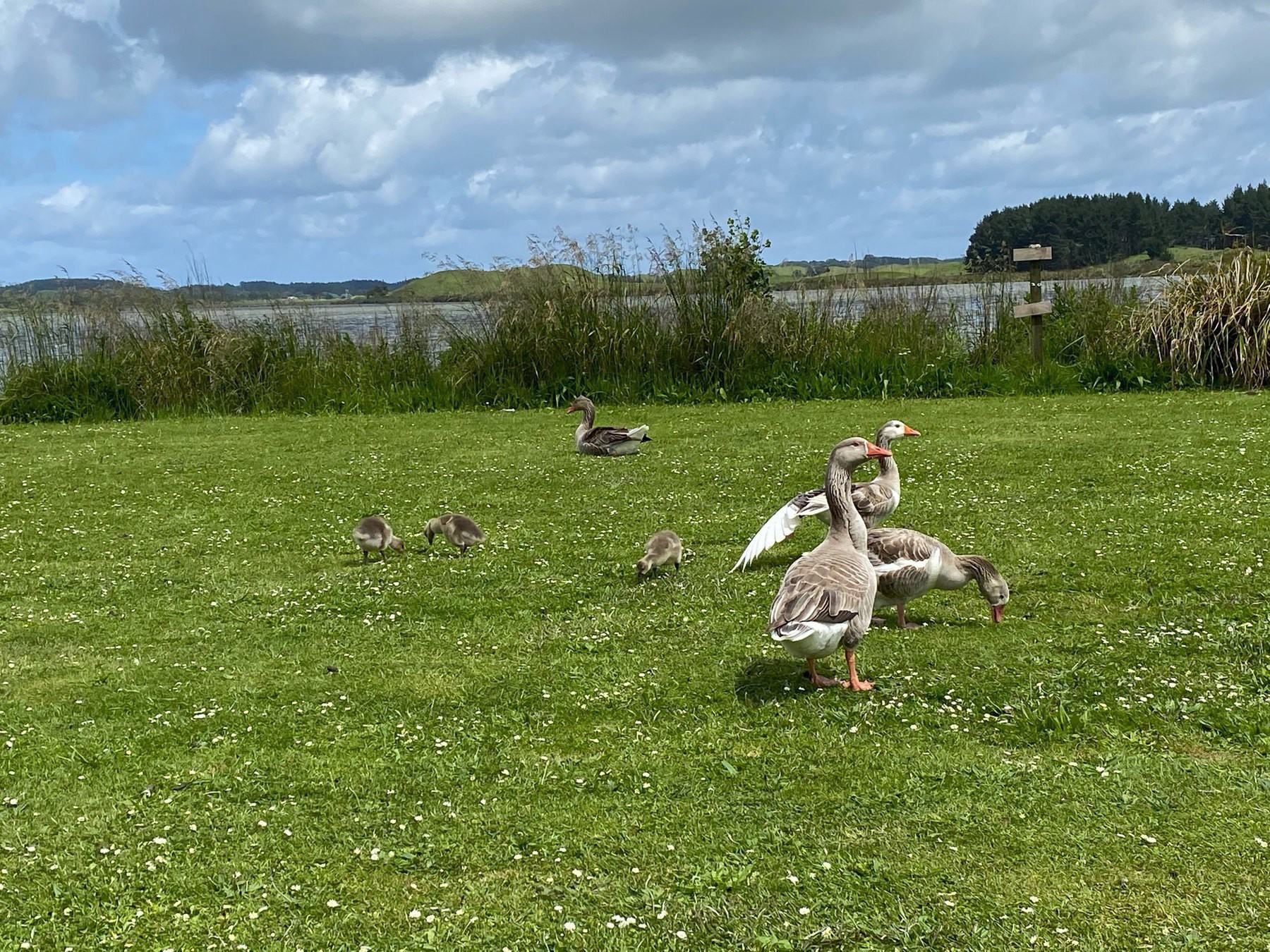 Brown and white geese with some cygnets, feeding. 